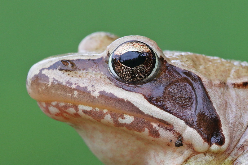 Rana temporaria o dalmatina? Rana dalmatina